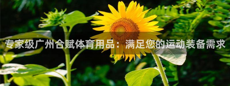 欧陆娱乐app下载：专家级广州合赋体育用品：满足您的