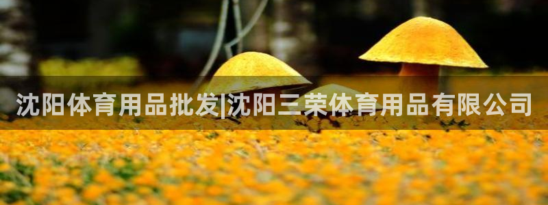 欧陆娱乐平台登陆地址在哪改:沈阳体育用品批发|沈阳三荣体育用